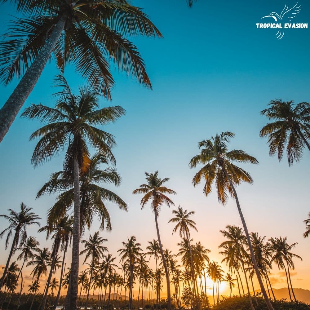 Climate and Best Time to Visit the Dominican Republic